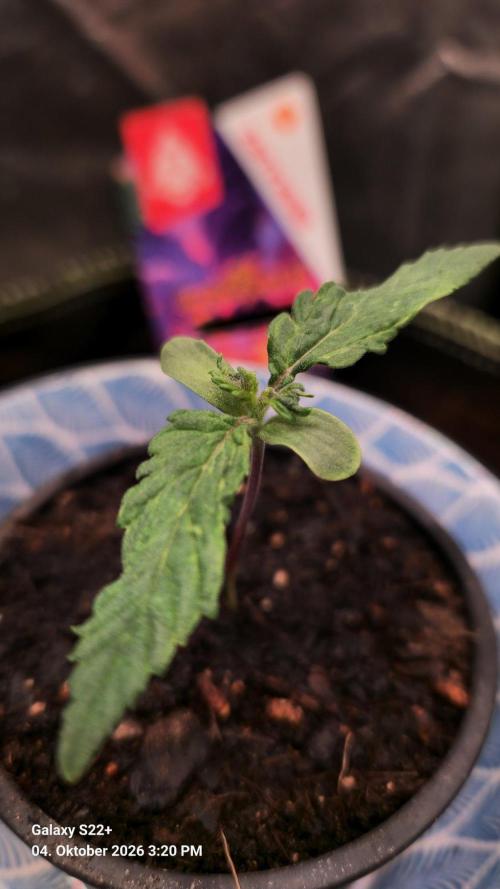 Slurricane. Week 1