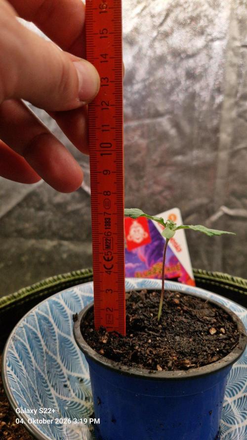 Slurricane. Week 1