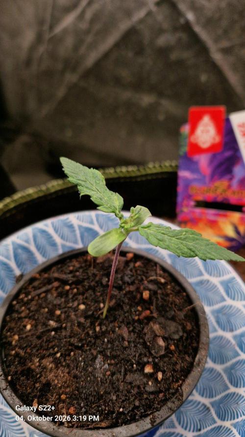 Slurricane. Week 1