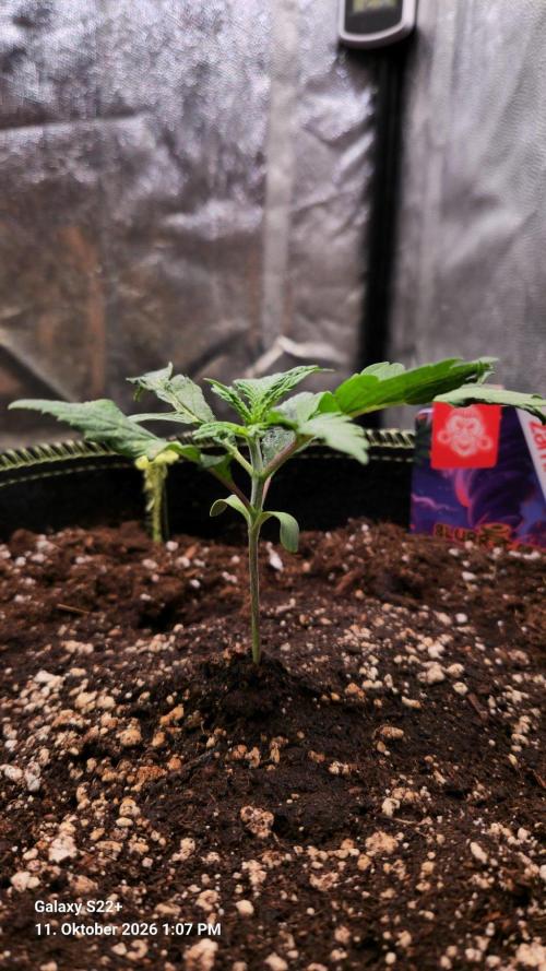 Slurricane. Week 2