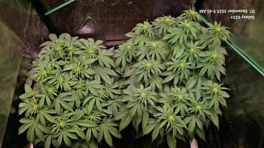 Wedding Cake. Week 9