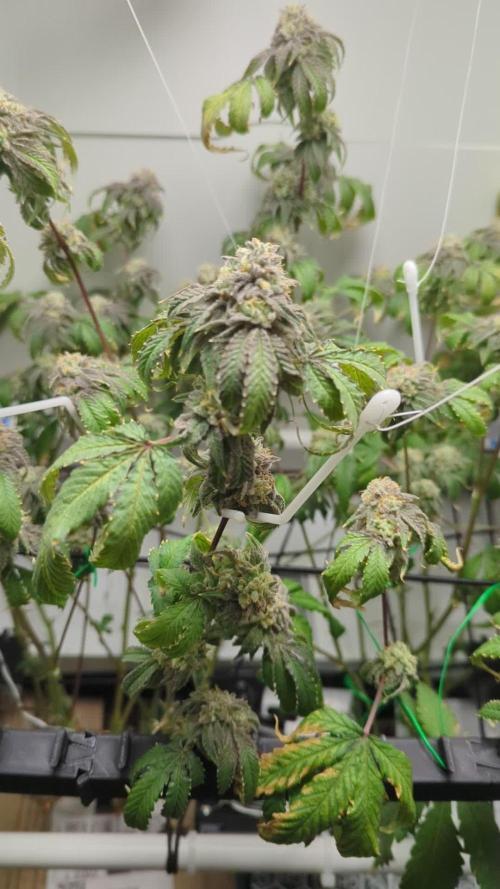 Fridgegrow 2.0 | 2 Permanent Marker doja x Seedjunky clones