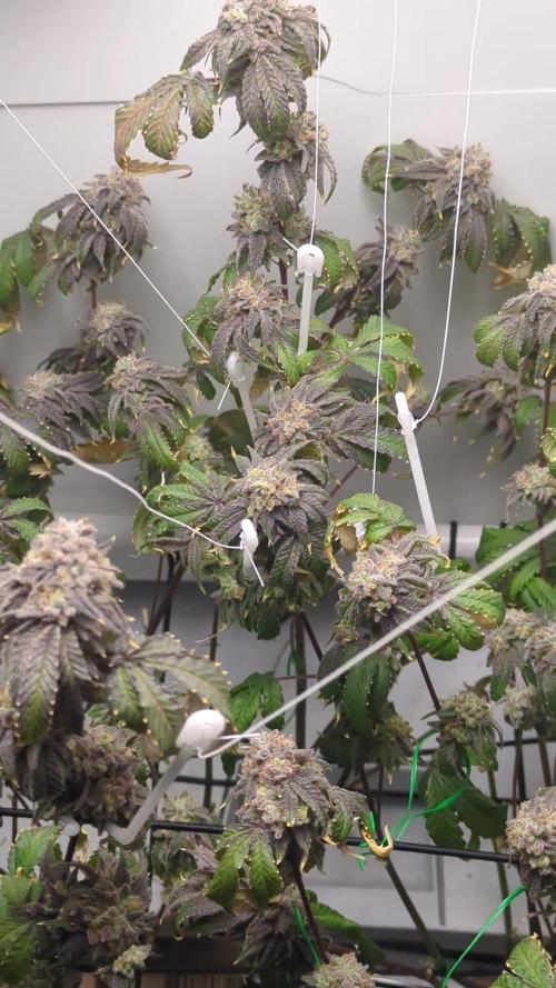 Fridgegrow 2.0 | 2 Permanent Marker doja x Seedjunky clones