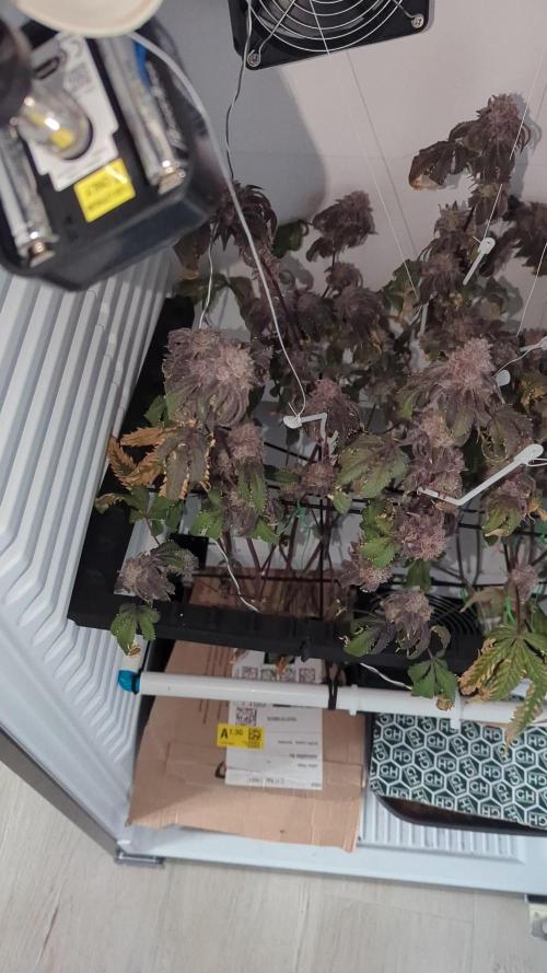 Fridgegrow 2.0 | 2 Permanent Marker doja x Seedjunky clones