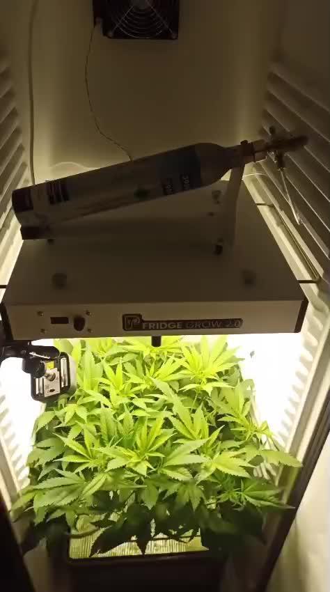 Fridgegrow 2.0 | Gorilla Zkittlez