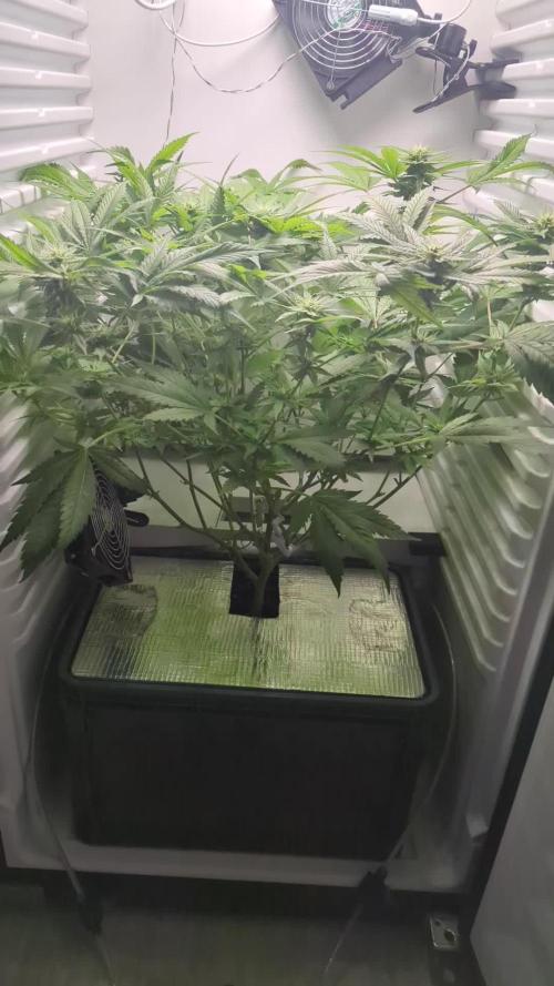 Fridgegrow 2.0 | Gorilla Zkittlez