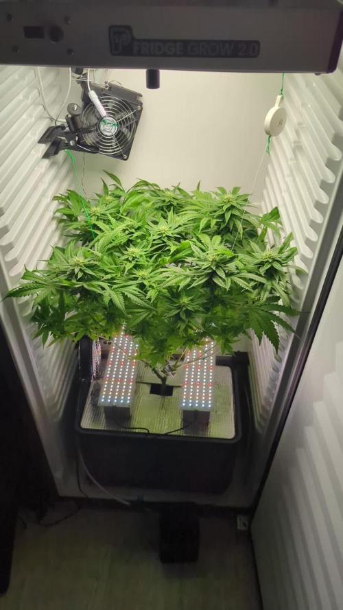 Fridgegrow 2.0 | Gorilla Zkittlez