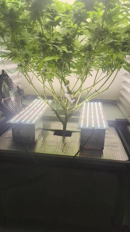 Fridgegrow 2.0 | Gorilla Zkittlez