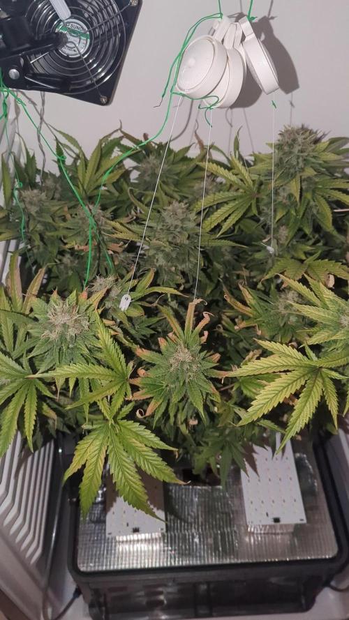 Fridgegrow 2.0 | Gorilla Zkittlez