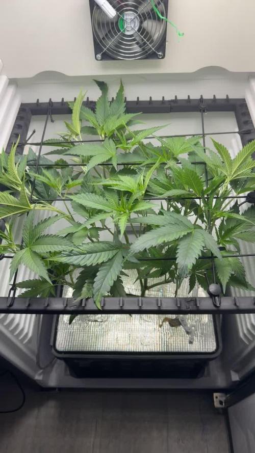 Fridgegrow 2.0 | Permanent Marker Cut