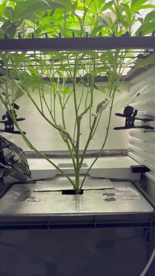 Fridgegrow 2.0 | Permanent Marker Cut