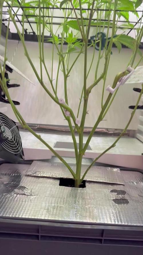 Fridgegrow 2.0 | Permanent Marker Cut