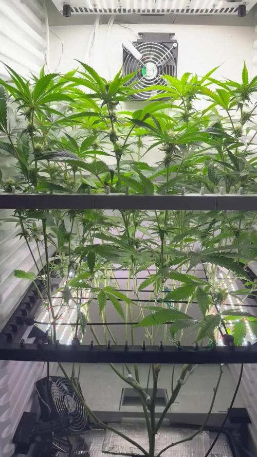 Fridgegrow 2.0 | Permanent Marker Cut