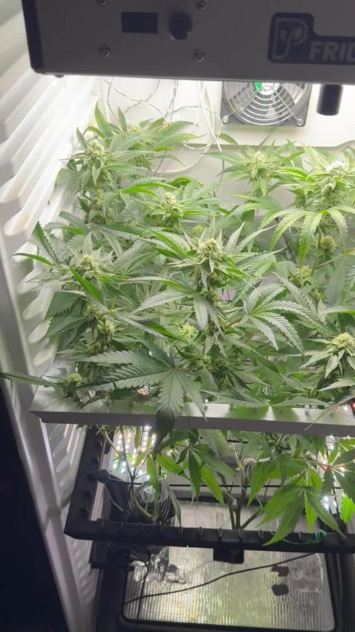 Fridgegrow 2.0 | Permanent Marker Cut