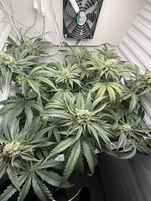 Fridgegrow 2.0 | Permanent Marker Cut. Week 9