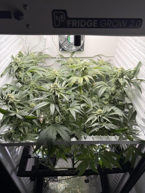 Fridgegrow 2.0 | Permanent Marker Cut. Week 9