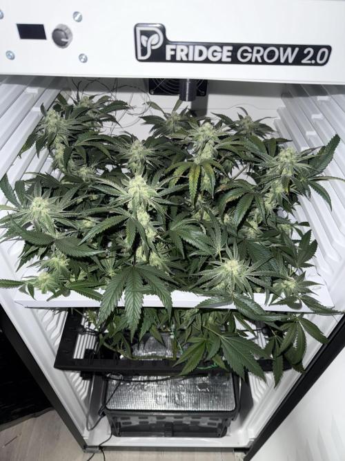 Fridgegrow 2.0 | Permanent Marker Cut. Week 9