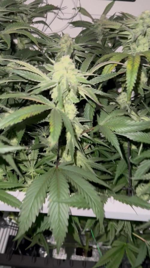 Fridgegrow 2.0 | Permanent Marker Cut