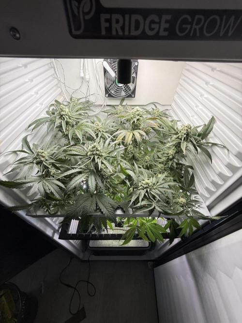 Fridgegrow 2.0 | Permanent Marker Cut. Week 10