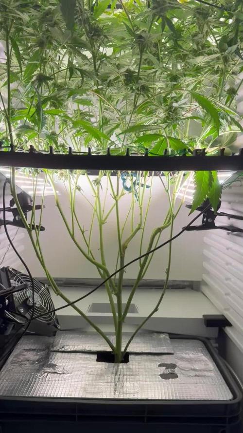 Fridgegrow 2.0 | Permanent Marker Cut