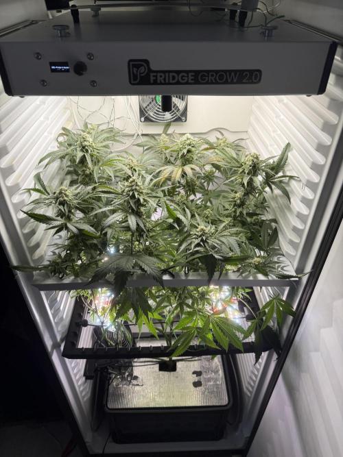 Fridgegrow 2.0 | Permanent Marker Cut. Week 10