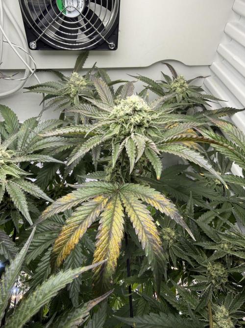 Fridgegrow 2.0 | Permanent Marker Cut. Week 10