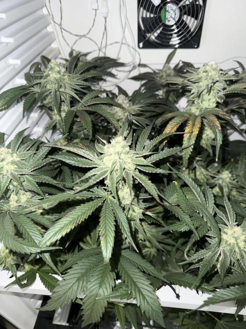 Fridgegrow 2.0 | Permanent Marker Cut. Week 10