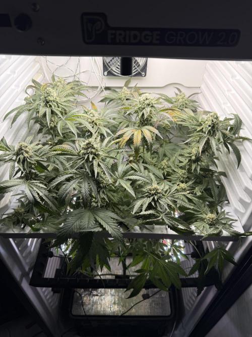 Fridgegrow 2.0 | Permanent Marker Cut. Week 11