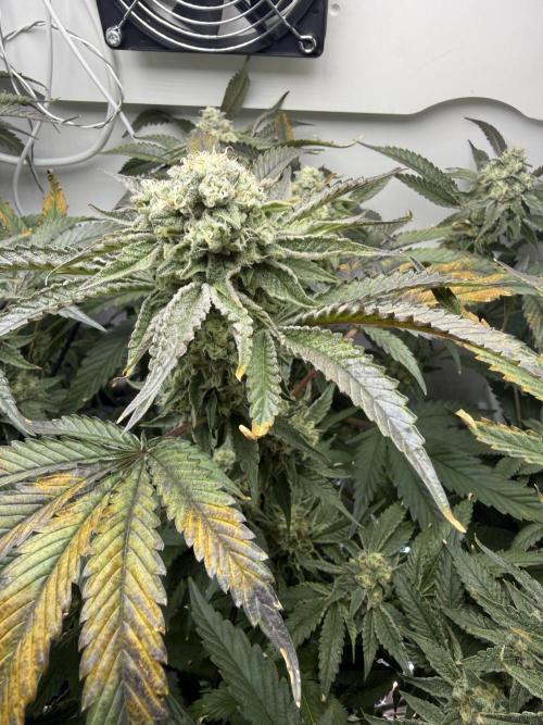 Fridgegrow 2.0 | Permanent Marker Cut. Week 11