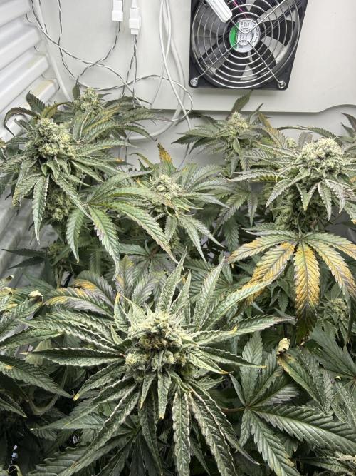 Fridgegrow 2.0 | Permanent Marker Cut. Week 11