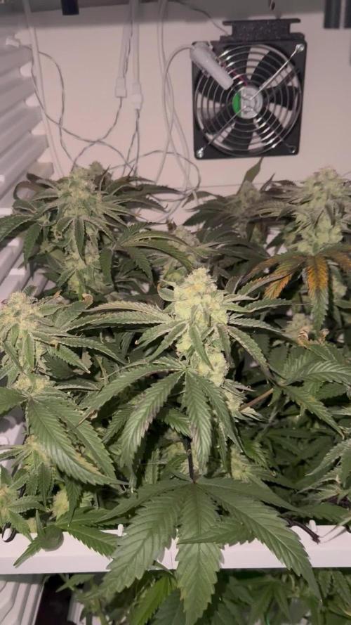 Fridgegrow 2.0 | Permanent Marker Cut