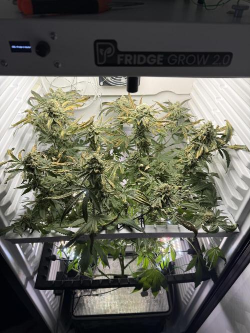 Fridgegrow 2.0 | Permanent Marker Cut. Week 12