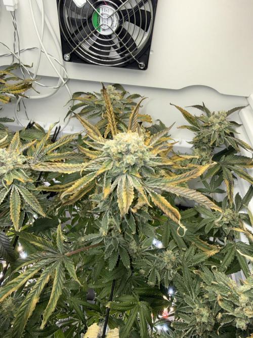 Fridgegrow 2.0 | Permanent Marker Cut. Week 12