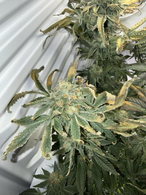 Fridgegrow 2.0 | Permanent Marker Cut. Week 12