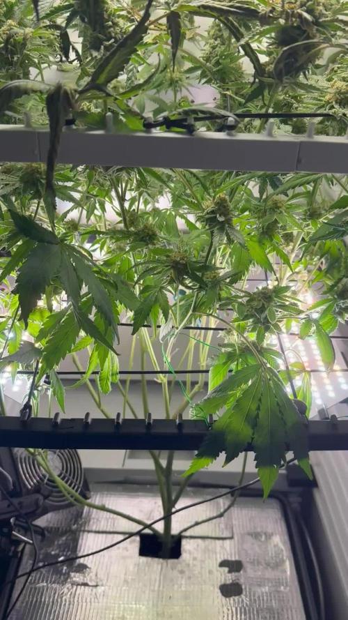 Fridgegrow 2.0 | Permanent Marker Cut