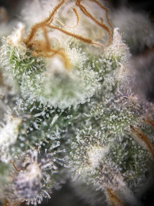 Fridgegrow 2.0 | Permanent Marker Cut. Week 12 - top buds