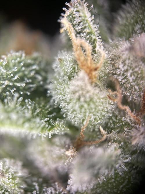 Fridgegrow 2.0 | Permanent Marker Cut. Week 12 - top buds