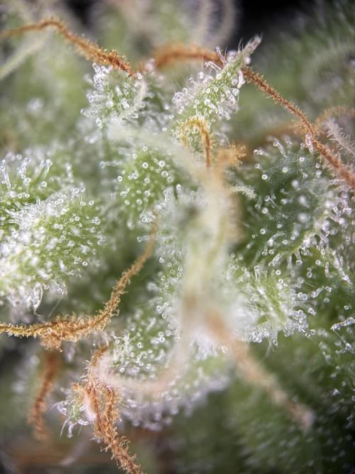 Fridgegrow 2.0 | Permanent Marker Cut. Week 12 - lower buds