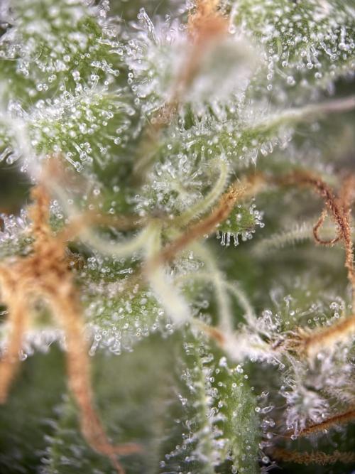 Fridgegrow 2.0 | Permanent Marker Cut. Week 12 - lower buds