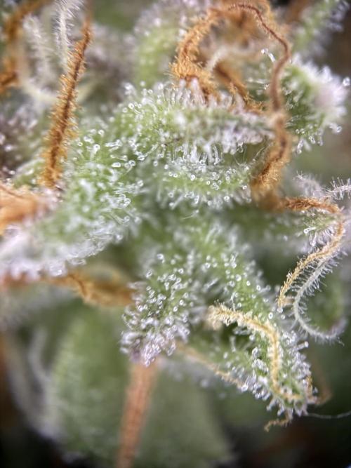 Fridgegrow 2.0 | Permanent Marker Cut. Week 12 - lower buds