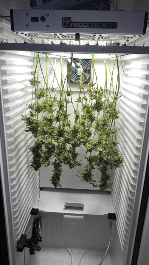 Fridgegrow 2.0 | Permanent Marker Cut. Week 13