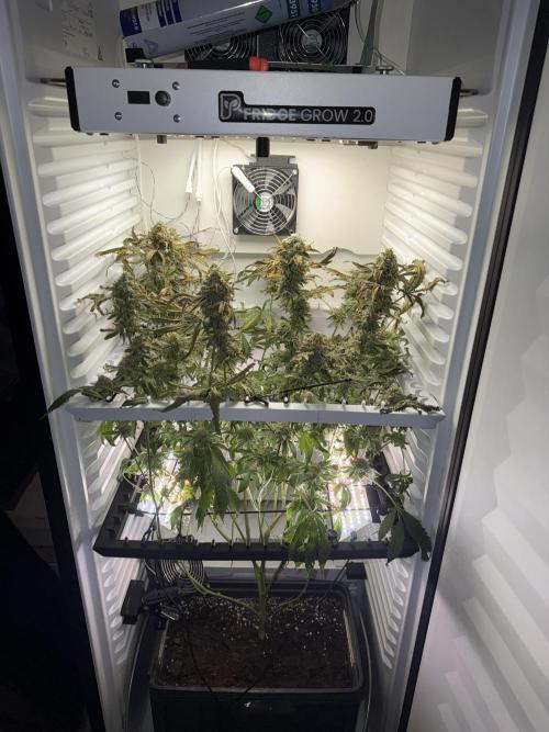 Fridgegrow 2.0 | Permanent Marker Cut. Week 13