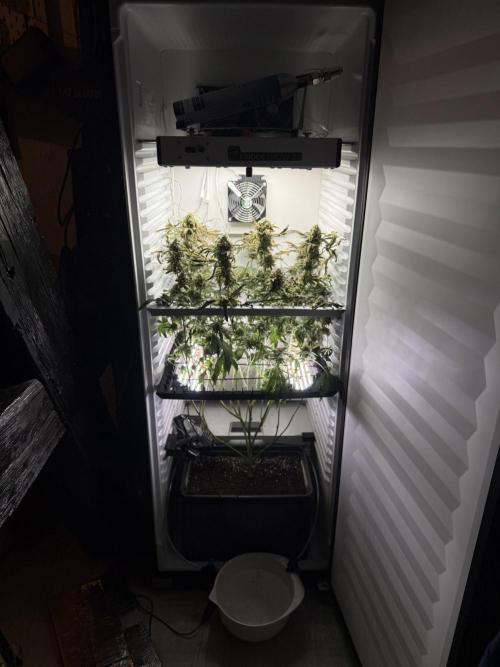 Fridgegrow 2.0 | Permanent Marker Cut. Week 13