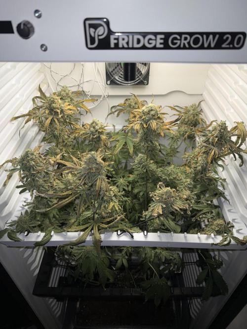 Fridgegrow 2.0 | Permanent Marker Cut. Week 13