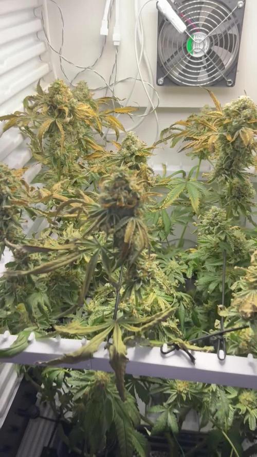 Fridgegrow 2.0 | Permanent Marker Cut