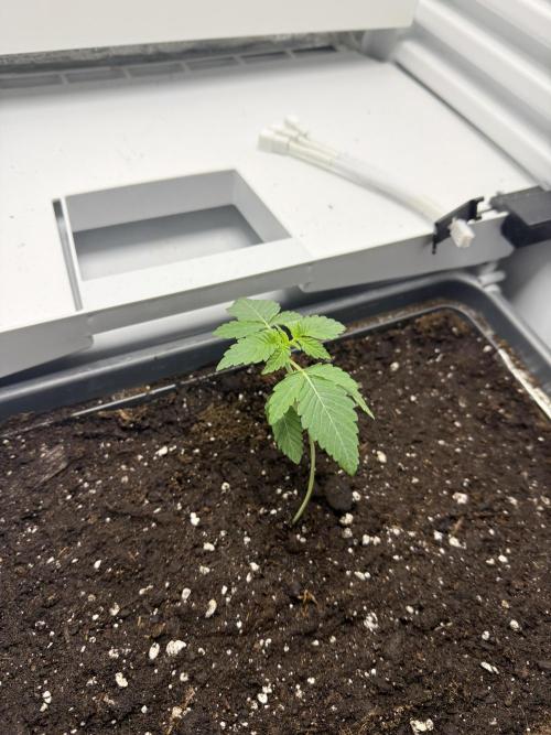 Fridgegrow 2.0 -Wizard Trees Lemon Fever. Week 1