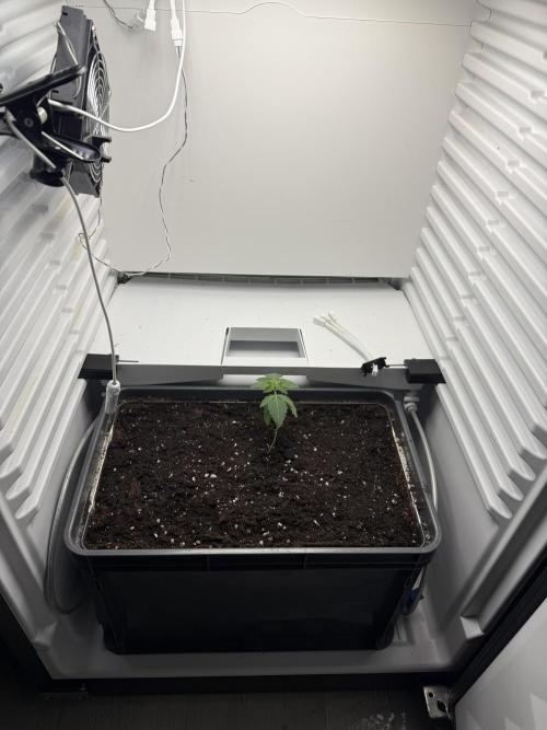 Fridgegrow 2.0 -Wizard Trees Lemon Fever. Week 1