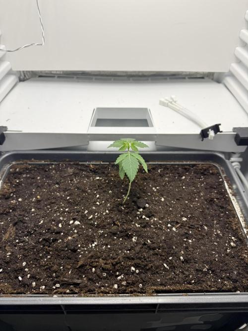 Fridgegrow 2.0 -Wizard Trees Lemon Fever. Week 1