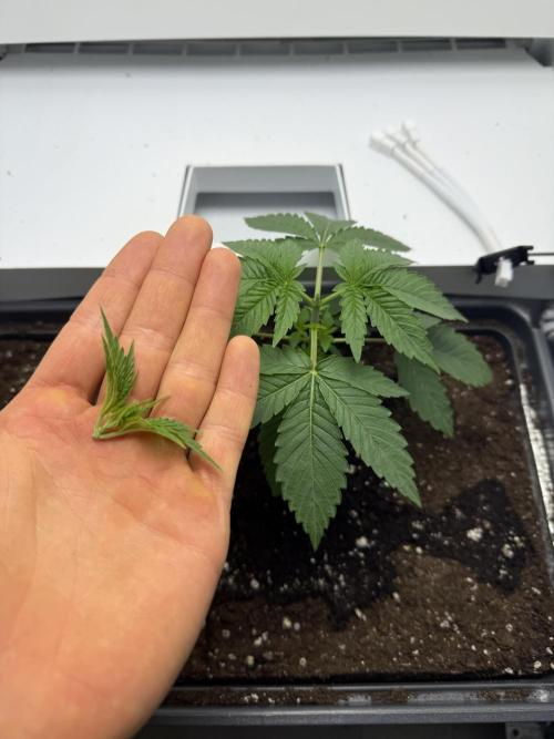 Fridgegrow 2.0 -Wizard Trees Lemon Fever. Week 2