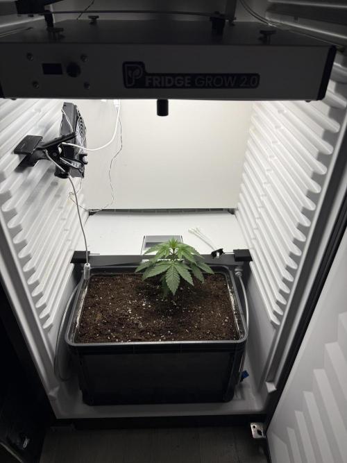 Fridgegrow 2.0 -Wizard Trees Lemon Fever. Week 2